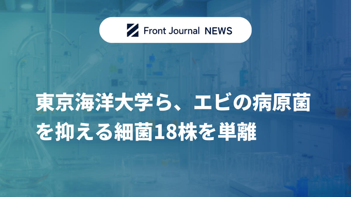 東京海洋大学ら、エビの病原菌を抑える細菌18株を単離